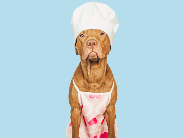 istock Brown puppy, chef's hat and kitchen apron 1461912121