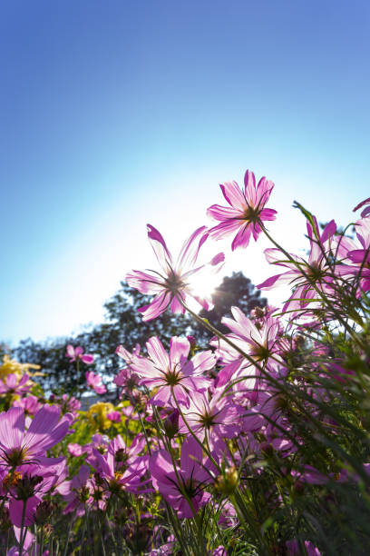 istock Pink cosmos flower field on a bright blue sky day, sunny and cloudless. It is a vertical image with blank space 1461912226