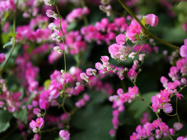 Small pink flowers Antigonon leptopus Hook, Tigon flowers, small ivy, Pink vine flowers, Mexican creeper, Chain of love, Creeper Flower, Coral vine, Heart shape, triangle, selective focus, close up, blurred background, wallpaper pequeñas flores rosadas antigonon leptopus hook, tigon flores, hiedra pequeña, flores de vid rosa, enredadera mexicana, cadena de amor, flor enredadera, vid de coral, forma de corazón, triángulo, enfoque selectivo, primer plano, fondo borroso, fondo de