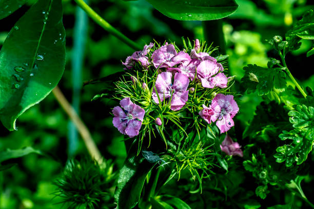 istock turkish carnation flowers on a blurred background 1461924382