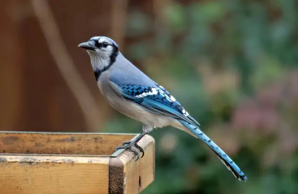 Blue jay, a large blue, white and black songbird often found in urban and suburban areas in the eastern United States