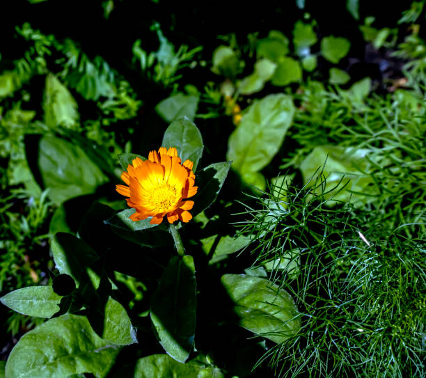 istock yellow calendula flower is used in medicine 1461924683
