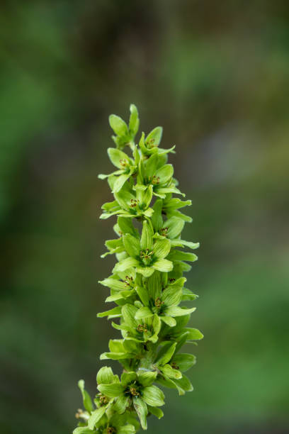 Veratrum album flower growing in mountains, close up flowers captured in Bohinj valley Slovenia european white hellebore stock pictures, royalty-free photos & images