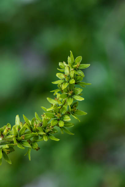 Veratrum album flower growing in mountains, close up flowers captured in Bohinj valley Slovenia european white hellebore stock pictures, royalty-free photos & images