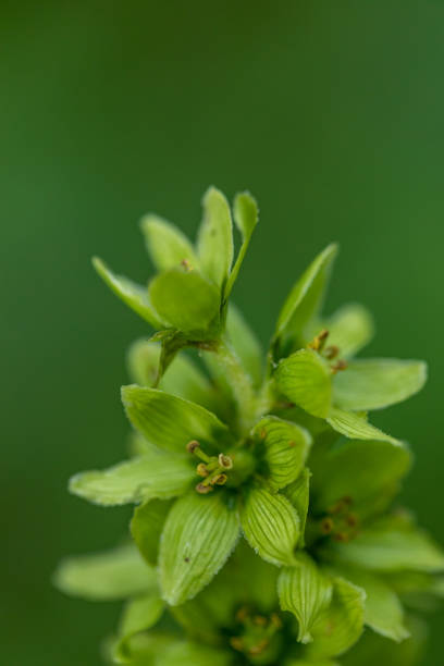 Veratrum album flower growing in mountains, close up flowers captured in Bohinj valley Slovenia european white hellebore stock pictures, royalty-free photos & images