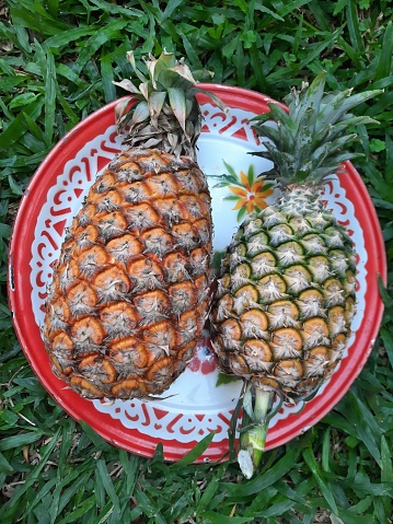 Pineapple fruit on tray - green grass background.