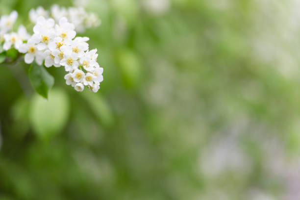 istock Spring abstract blurred background with a blossoming tree branch in the foreground. Spring concept. 1461941762
