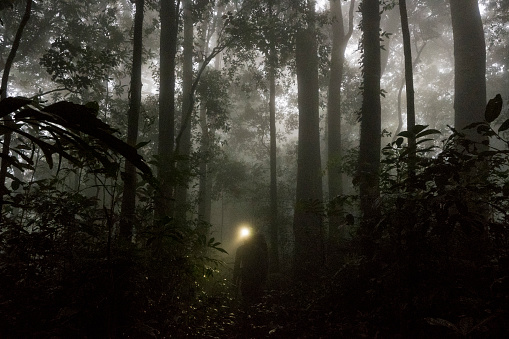 Man walking and exploring rainforest at night surrounded by thick fog