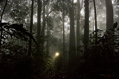 Man Walking in Rainforest at Night - Stock Photo