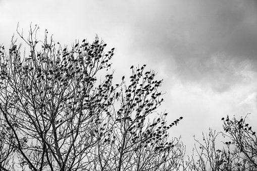 A flock of starlings perched on tree branches. black and white.