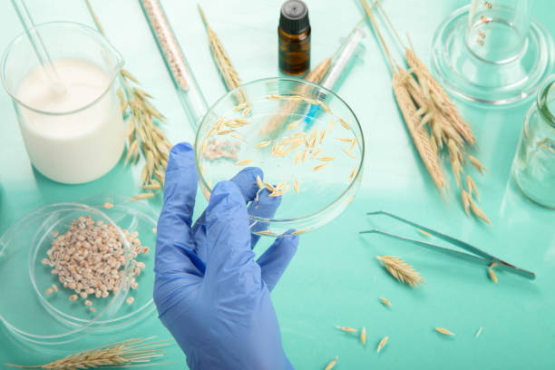 istock Analyzing agricultural wheat grains in laboratory 1461956271