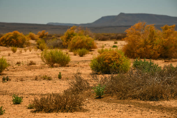 A gravel road  in the Karoo towards Sutherland, South Africa