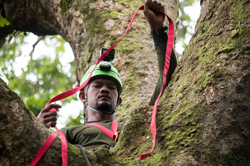 Man climbing tree with safety rope in rainforest