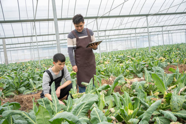 istock Workers are recording the growth of vegetables 1461973053