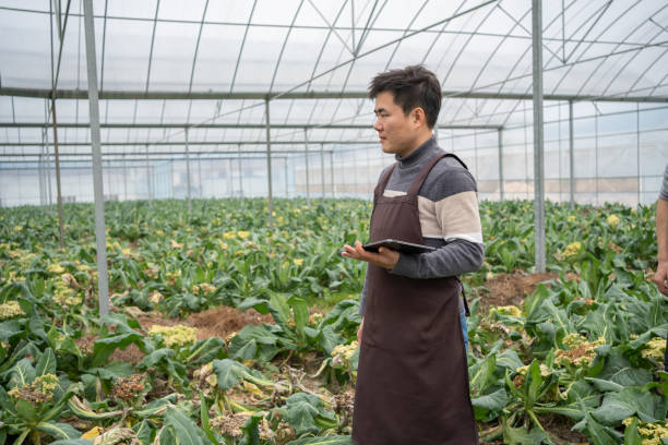 istock man inspecting a greenhouse 1461973072