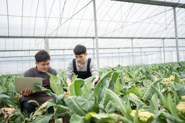 istock Farmers are documenting greenhouse plants 1461975291