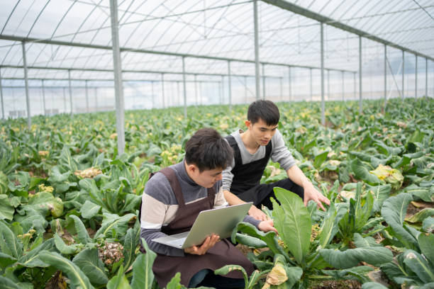 istock The farmer inspects the greenhouse 1461975292