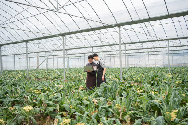 Farm workers are documenting greenhouse plants