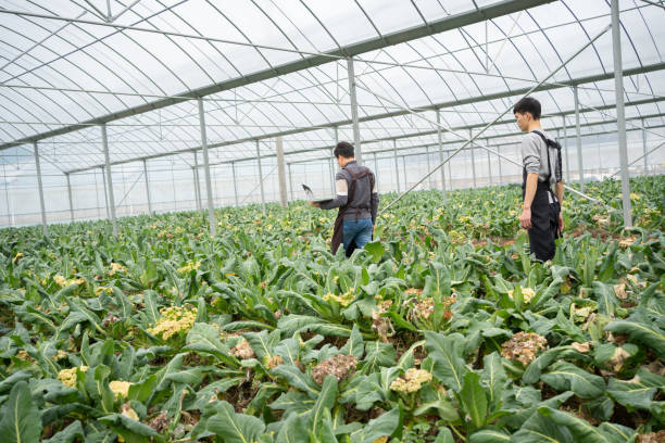 istock Greenhouse Planting Technology 1461975835