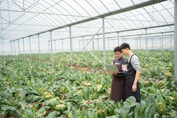 istock Greenhouse vegetable cultivation 1461975836
