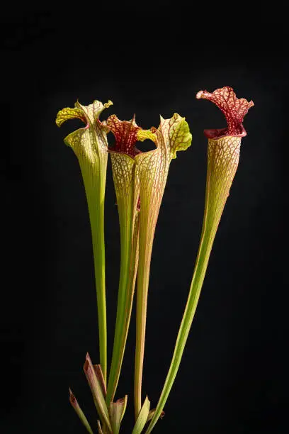 Carnivorous plant Sarracenia