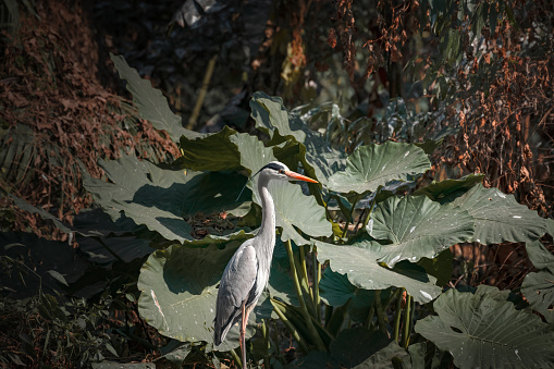 Egret by the lotus pond