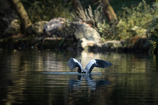 Egret drinking water