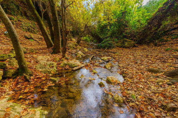 istock Rocks, trees, stream and fall foliage, Amud Stream Nature Reserve 1461992934