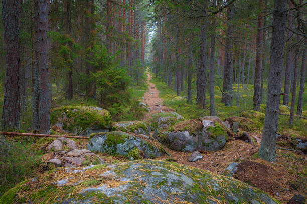 istock Mossy boulders in the pine forest. Estonia. 1462000267