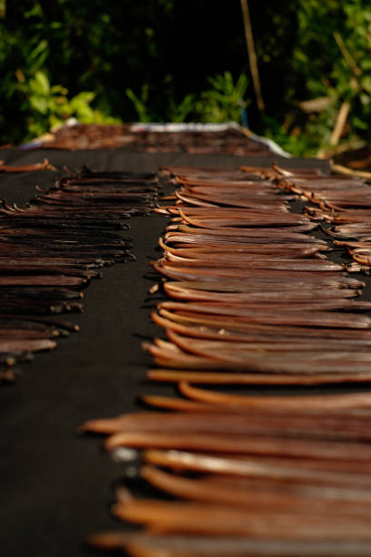 Vanilla pods Drying ferments process for grading vanilla flavor.