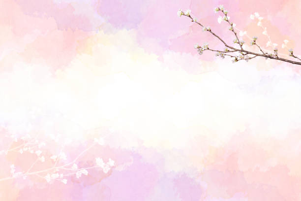 Pretty cherry blossom twig clipping