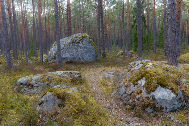 wilderness landscape forest with pine trees and moss on rocks stock photo