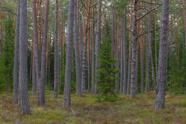 istock Fir tree in the pine forest. Autumn season. 1462007447