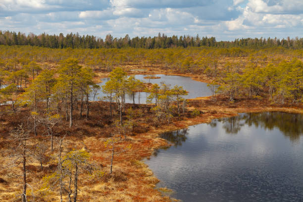 Swamp with lakes, bog in Estonian nature reserve. stock photo