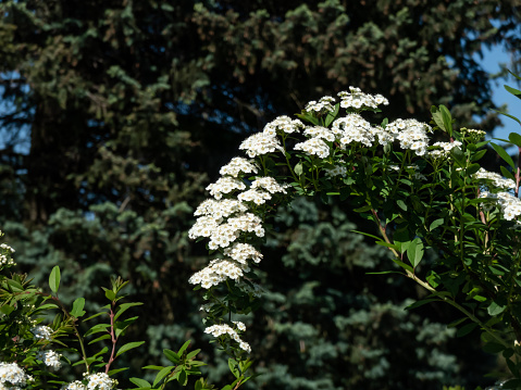 Spiraea nipponica var. rotundifolia with simple leaves and short racemes, panicles or corymbs of small, 5-petalled white or pink flowers in spring or summer
