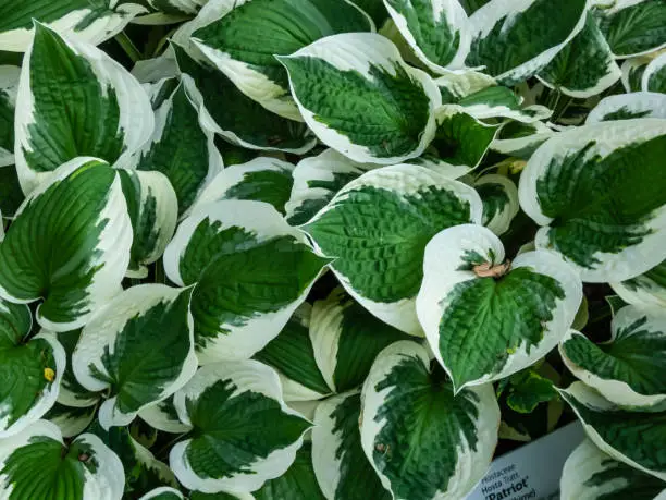 Photo of Plantain lily (hosta) 'Patriot' with large, ovate-shaped, satiny, dark green leaves adorned with irregular ivory margins growing in garden