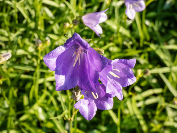 Group of the peach-leaved bellflower (Campanula persicifolia) flowering with cup-shaped lilac blue flowers in sunlight in summer Group of the peach-leaved bellflower (Campanula persicifolia) flowering with cup-shaped lilac blue flowers in bright sunlight in summer cup shaped flower stock pictures, royalty-free photos & images