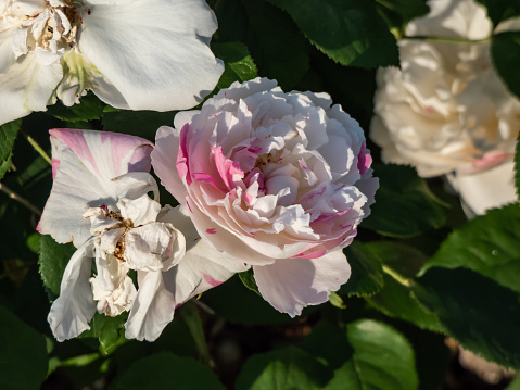 'Winchester Cathedral' English Shrub Rose Bred By David Austin blooming with medium-sized, loose petalled, white with a touch of pink rosettes in the garden in summer