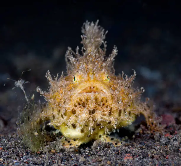 Hairy Frogfish - Antennarius striatus. Underwater macro world of Tulamben, Bali, Indonesia.