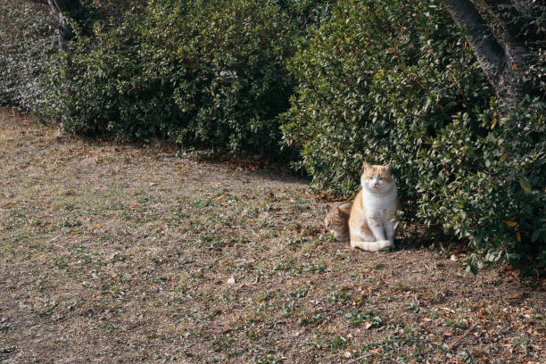 istock Image of two cats in front of a hedge 1462014942