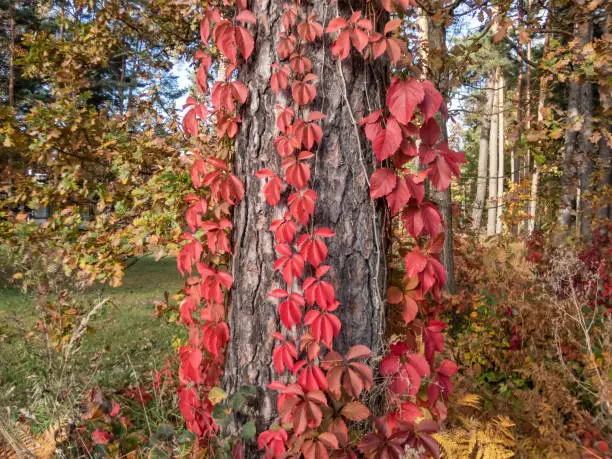 Photo of Virginia creeper, Victoria creeper, five-leaved ivy, or five-finger (Parthenocissus quinquefolia) with decorative bright red leaves in the fall climbing on a big tree