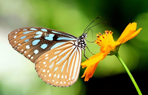 A vibrant orange Gulf fritillary butterfly in a garden of flowers.