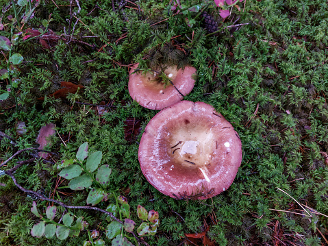 Wet and pink mushrooms - rosy russula (russula rosea) in the moss and vegetation in forest