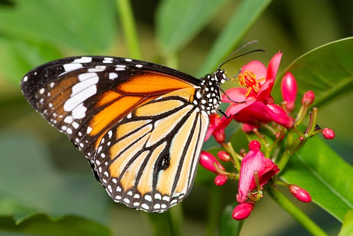 Butterfly drinking flower juice - animal behavior.