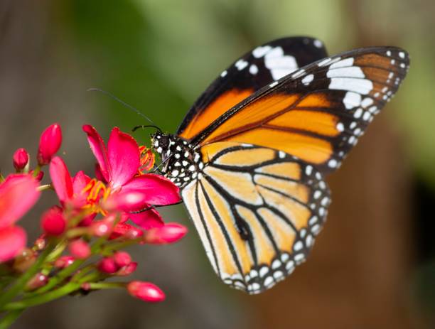 istock Butterfly drinking flower juice - animal behavior. 1462015587