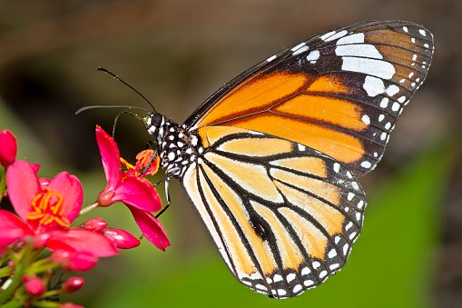 Butterfly drinking flower juice - animal behavior.