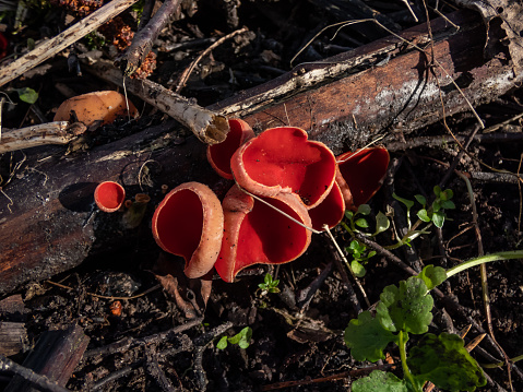 Cup-shaped fungus scarlet elfcup (Sarcoscypha austriaca) fruit bodies growing on fallen pieces of dead hardwood on ground in damp habitat in early spring