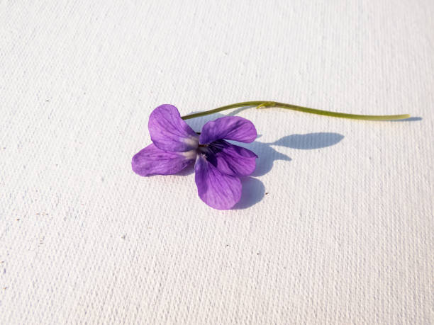 Free picture: Common viola (Viola odorata), a dark purple flowers ...