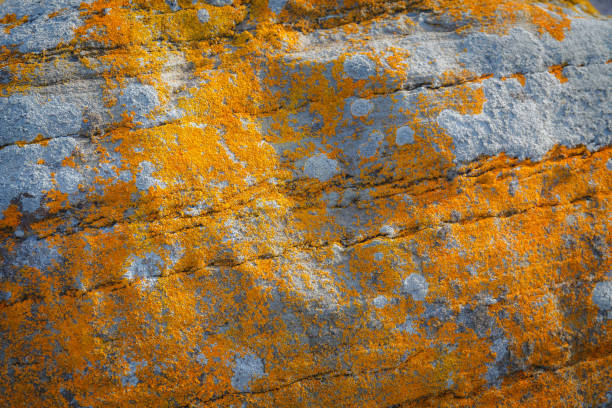 Stone covered with orange lichen. Stone texture, lichen. stock photo