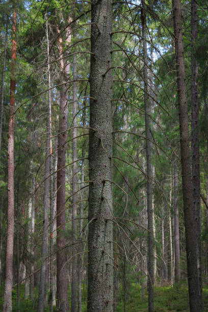 istock Pine forest. Summer. Daytime. Estonia. Inside the woods. 1462019960